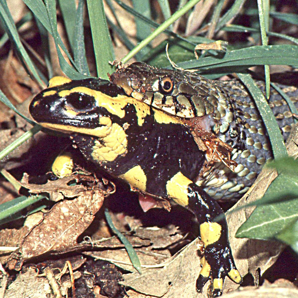 Jean-Marc Chateigner